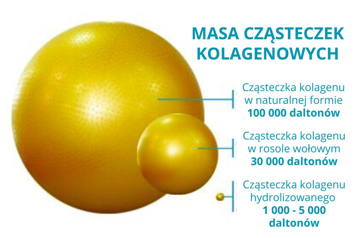 Rozmiary cząsteczek kolagenu